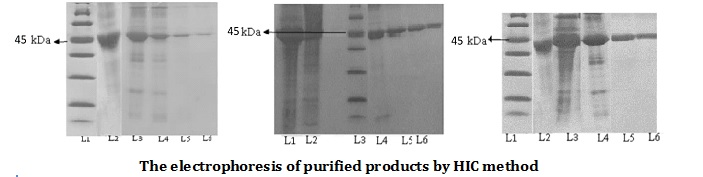 Optimization of Streptokinase Mutant Protein Purification Method using Affinity Chromatography Technique 