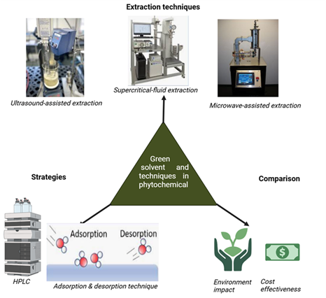 Sustainable Extraction and Purification of Phytochemicals: A Review of Green Solvents and Techniques 