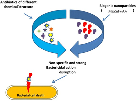 Green Synthesis of MgZnFe<sub>2</sub>O<sub>4</sub> Nanoparticles: A Sustainable Approach to Combat <em>&beta;</em>-Lactam-Resistant Uropathogenic Strains 