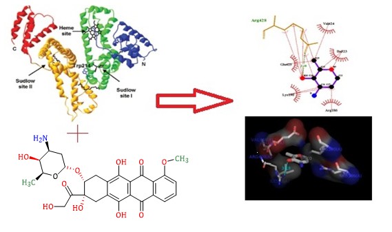 Study of Interaction of Human Serum Albumin with Doxorubicin (Anti-Cancer Drug) by Docking Simulation 