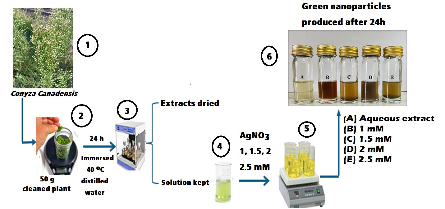 Green Synthesis, Analysis, and Characterization of Nano-silver-Based Conyza Canadensis (SYN: Erigeron Canadensis) Extract 