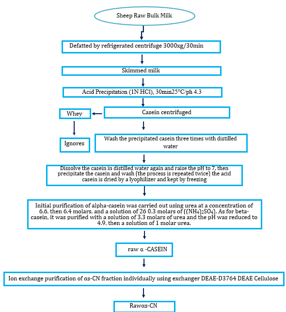 Isolation and Purification of &alpha;s-CN from Sheep Milk and Measuring the Effectiveness of Its Enzymatic Hydrolysis in Inhibiting ACE1 