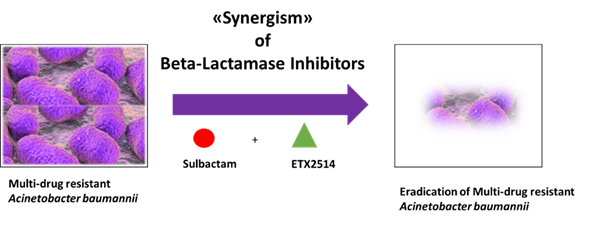 Novel Sulbactam Combinations Against Multidrug-Resistant Acinetobacter Baumannii 