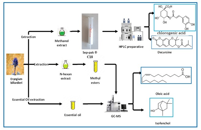 Phytochemical Evaluation of Aerial Parts of Eryngium Billardieri growing in Iran 