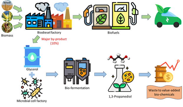 Recent Development in Biological Production of 1, 3-Propanediol 