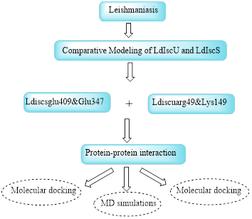 Computational Elucidation of Interface Site Interaction Studies of Ldiscsglu409&Glu347 and Ldiscuarg49&Lys149 of the Iron-Sulphur Cluster Assembly Proteins: An Implication for Designing of Novel Therapeutic Strategies 