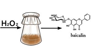 Specific Features of Changes in the Content of Basic Flavones in Scutellaria Przewalskii Juz. Hairy Root Culture under the Action of Hydrogen Peroxide 
