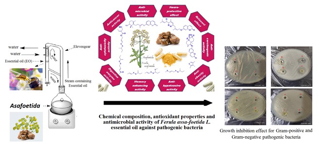 Chemical Composition, Antioxidant Properties, and Antimicrobial Activity of Ferula assa-foetida L. Essential Oil against Pathogenic Bacteria 