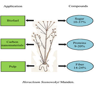 <em>Heracleum sosnowskyi </em>𝑀𝑎𝑛𝑑𝑒𝑛. as a Source of Valuable Chemicals (Elimination with Utility) 