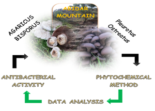 HPLC Analysis of Phenolic Compounds in Agaricus Bisporus and Pleurotus Ostreatus Mushrooms: An Assessment of Their Antibacterial Capacities 
