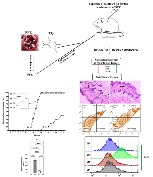 Thymoquinone and Pomegranate Extract as Potential Chemopreventive Agents in a Murine Skin Carcinogenesis Model 