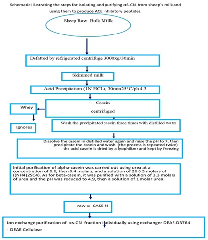 Isolation and purification of αs-CN from Sheep milk and measuring the effectiveness of its enzymatic hydrolysis in inhibiting ACE1 