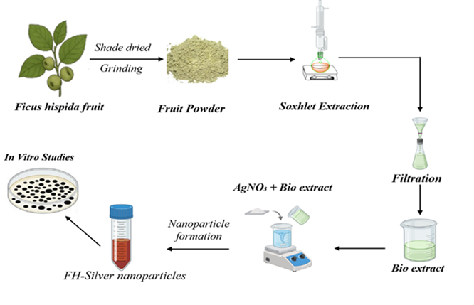 Eco-Friendly Synthesis of Silver Nanoparticles Using Ficus hispida Fruit Extract and Evaluation of Their Anticancer Properties