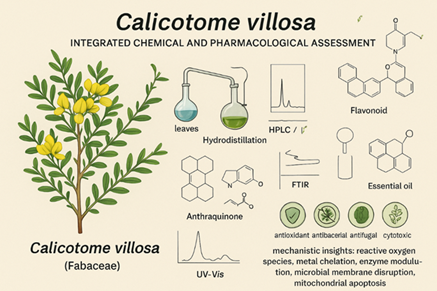 Integrated Chemical Characterization and Multi-Target Bioactivity of Calicotome villosa (Fabaceae): A Comprehensive Review