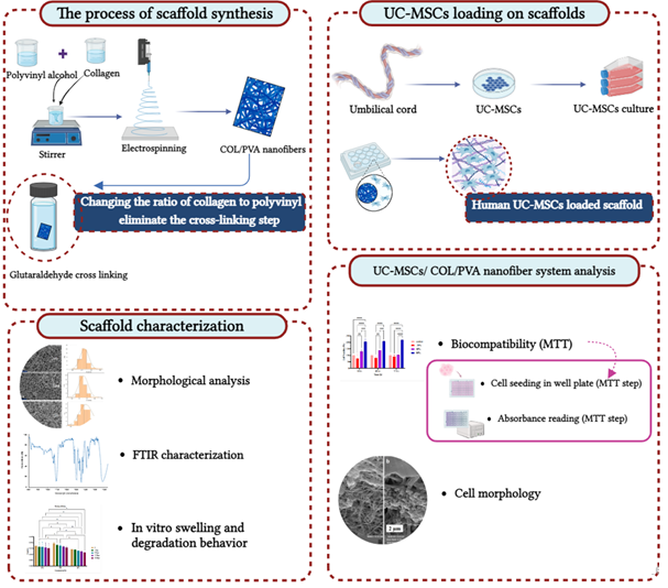 Fabrication and Characterization of COL/PVA Nanofiber Scaffolds for Soft Tissue Engineering 