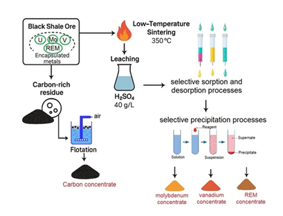 An Innovative Method for Complex Processing of Black Shale Ores to Produce Uranium, Vanadium, Molybdenum, and Rare Earth Concentrates 