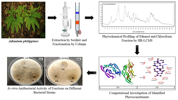 HR-LCMS and Molecular Docking Analysis of Phytochemicals from Adiantum spp. Reveal Potential Wound Healing Candidates 