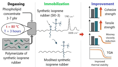 Modification of Synthetic Isoprene Rubber with Phospholipid Concentrate during the Stage of Rubber Extraction from Polymerizate 